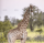 demo-attachment-220-giraffe-standing-in-soft-sunset-light-2FS4YDN-1