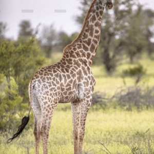 demo-attachment-1294-giraffe-standing-in-soft-sunset-light-2FS4YDN